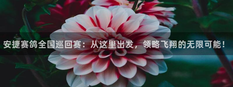 球神直播足球：安捷赛鸽全国巡回赛：从这里出发，领略飞翔的无限可能！